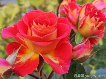 雙魚座陽臺月季/雙魚座月季