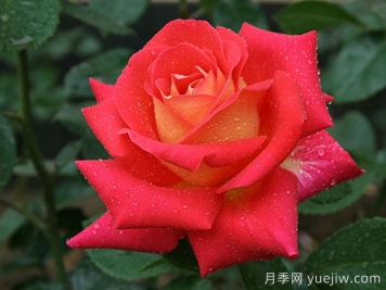 加里娃達(dá)月季