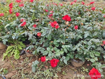 連續(xù)雨天如何給盆栽月季施肥？