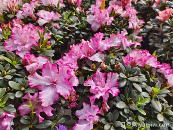 盆栽杜鵑花家庭養(yǎng)法及注意事項