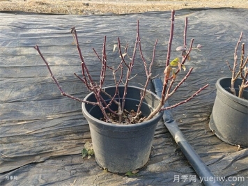 大花月季豐花月季微型月季的冬季修剪