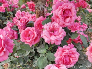 月季花開(kāi)艷滿城，淮安匠心打響市花月季品牌