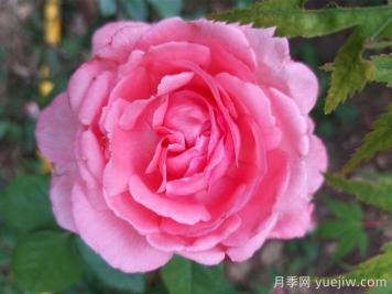 花宮娜月季