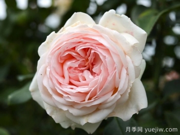 古安拉露絲月季/香檳美酒月季