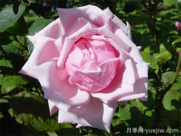 法蘭西月季(France)，世界第一個(gè)雜交茶香現(xiàn)代月季