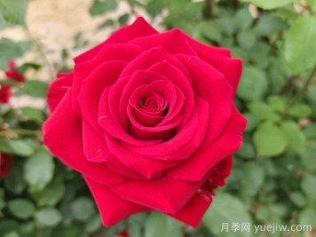 莎薩九零月季/薩莎90/莎莎90