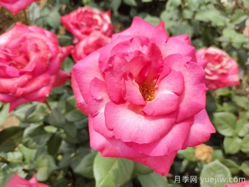 陽光一號月季/陽光1號