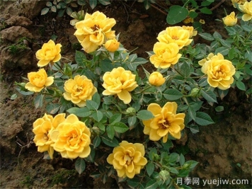 黃雀月季