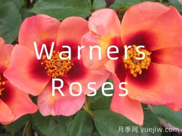 月季育種家：英國Warners Roses(華納月季苗圃)