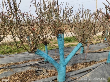 冬季為什么不建議園林施工？有哪些品種可以種植？