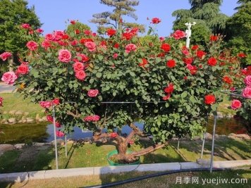 什么是古樹名木？