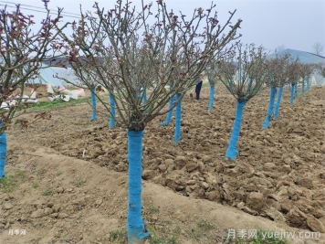 園林植物整形修剪的時期、實操步驟和技法運用