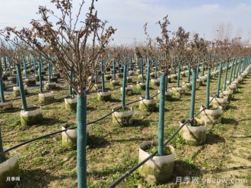 冬天月季發(fā)芽了怎么辦？
