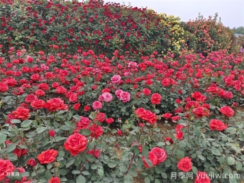 三種自然式風(fēng)格的綠化帶植物應(yīng)用配置