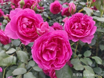 6種復花能力強的藤本月季，爬藤開花機器