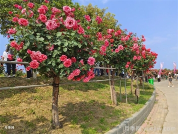 苗木栽植過(guò)深的原因、影響及解決思路