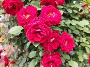 中國古典園林中常栽的五類樹木