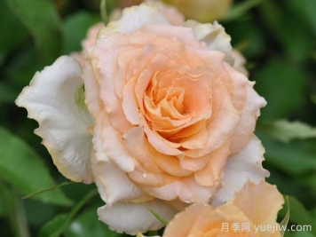 烏列天使神之焰月季/神之焰