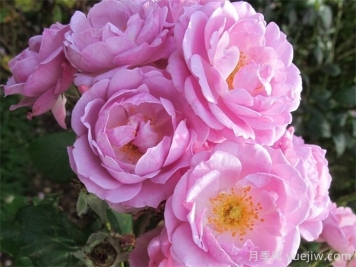 丁香花束月季/丁香日/丁香崛起