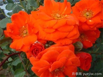 艷陽天月季/明亮的一天
