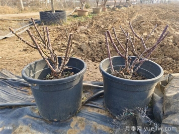 一月底二月初萌芽前的各類月季苗修剪辦法