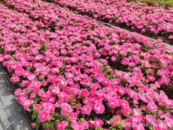 地被植物的養(yǎng)護(hù)月歷