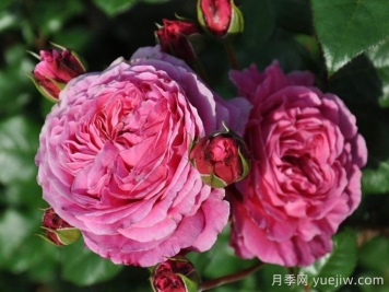 日本河本純子培育有哪些月季品種？