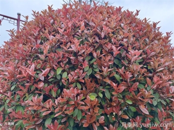 紅葉石楠/紅葉石楠苗樹球