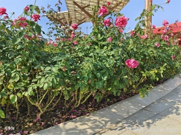 怎樣判斷月季花需要澆水？