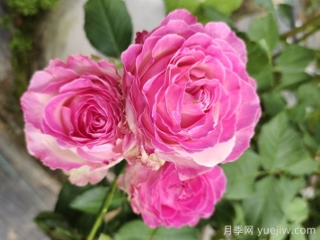 送花的禮儀和禁忌