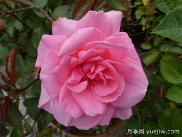 你真美麗月季/你好美/美麗的你
