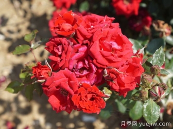 愛情結(jié)月季