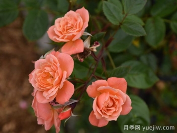 美好的一天月季/露臺(tái)皇后