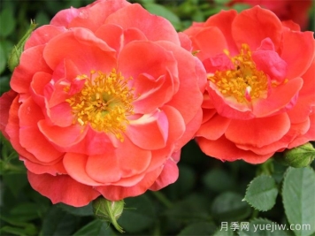 奧索易芒果醬月季苗