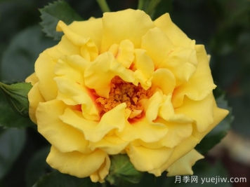 黃金眼睛月季/金眼睛月季