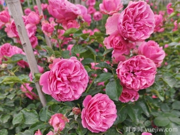 月季百科：粉色達(dá)芬奇月季