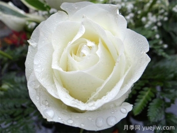 銀婚慶典月季