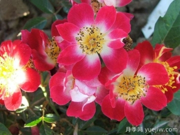 皇家歡迎月季