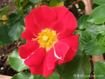 秀美音樂月季/紅葉月季