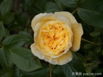 夏日時間月季