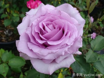 藍(lán)色女孩月季/科隆狂歡節(jié)