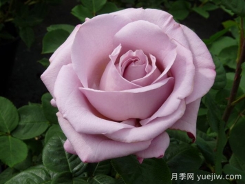 青衣月季/藍(lán)色少女月季