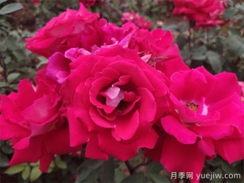 愛月季