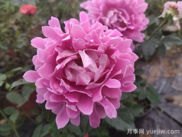 夢幻褶邊月季/夢幻波浪