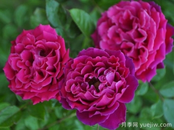 迷人褶邊月季