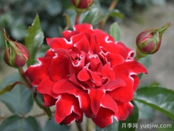 褶邊紅色夫人月季/紅夫人波浪