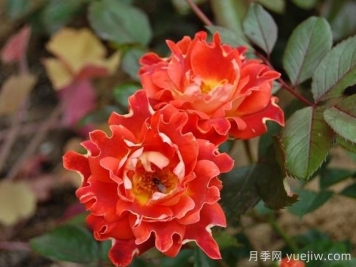 巧克力褶邊月季/巧克力波浪