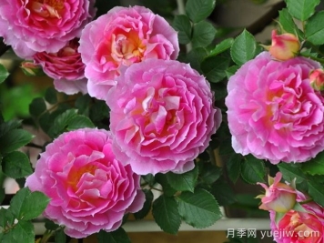 潘妮洛佩亞月季/潘妮洛比亞/珀涅羅珀