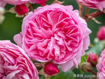 佩內(nèi)洛普萊夫利月季/佩內(nèi)洛普萊弗利