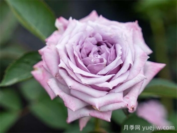 肯尼亞玫瑰的故事